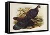 Grey Peacock Pheasant (Polyplectron Chinquis)-Henry Constantine Richter-Framed Stretched Canvas