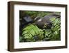 Grey peacock-pheasant walking, Tongbiguan Nature Reserve, Yunnan Province, China-Staffan Widstrand/Wild Wonders of China-Framed Photographic Print