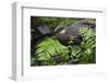 Grey peacock-pheasant walking, Tongbiguan Nature Reserve, Yunnan Province, China-Staffan Widstrand/Wild Wonders of China-Framed Photographic Print