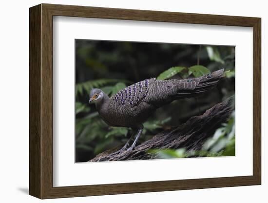 Grey peacock-pheasant walking, Tongbiguan Nature Reserve, Yunnan Province, China-Staffan Widstrand/Wild Wonders of China-Framed Photographic Print