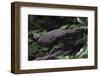 Grey peacock-pheasant walking, Tongbiguan Nature Reserve, Yunnan Province, China-Staffan Widstrand/Wild Wonders of China-Framed Photographic Print