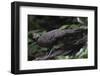 Grey peacock-pheasant walking, Tongbiguan Nature Reserve, Yunnan Province, China-Staffan Widstrand/Wild Wonders of China-Framed Photographic Print