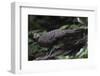 Grey peacock-pheasant walking, Tongbiguan Nature Reserve, Yunnan Province, China-Staffan Widstrand/Wild Wonders of China-Framed Photographic Print