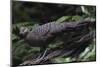 Grey peacock-pheasant walking, Tongbiguan Nature Reserve, Yunnan Province, China-Staffan Widstrand/Wild Wonders of China-Mounted Photographic Print