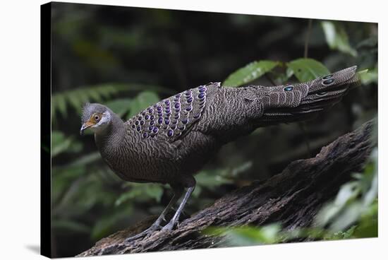 Grey peacock-pheasant walking, Tongbiguan Nature Reserve, Yunnan Province, China-Staffan Widstrand/Wild Wonders of China-Stretched Canvas