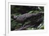 Grey peacock-pheasant walking, Tongbiguan Nature Reserve, Yunnan Province, China-Staffan Widstrand/Wild Wonders of China-Framed Photographic Print