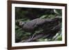 Grey peacock-pheasant walking, Tongbiguan Nature Reserve, Yunnan Province, China-Staffan Widstrand/Wild Wonders of China-Framed Photographic Print