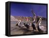 Grey Pelicans, Mexico-Mitch Diamond-Framed Stretched Canvas