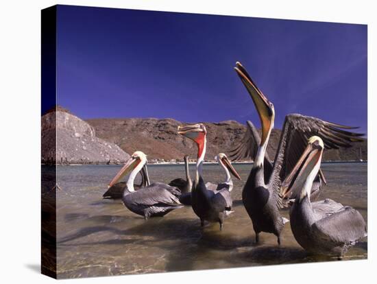 Grey Pelicans, Mexico-Mitch Diamond-Stretched Canvas