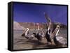 Grey Pelicans, Mexico-Mitch Diamond-Framed Stretched Canvas