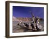 Grey Pelicans, Mexico-Mitch Diamond-Framed Photographic Print