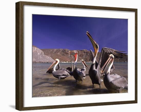 Grey Pelicans, Mexico-Mitch Diamond-Framed Photographic Print