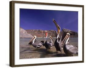 Grey Pelicans, Mexico-Mitch Diamond-Framed Photographic Print