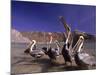 Grey Pelicans, Mexico-Mitch Diamond-Mounted Photographic Print