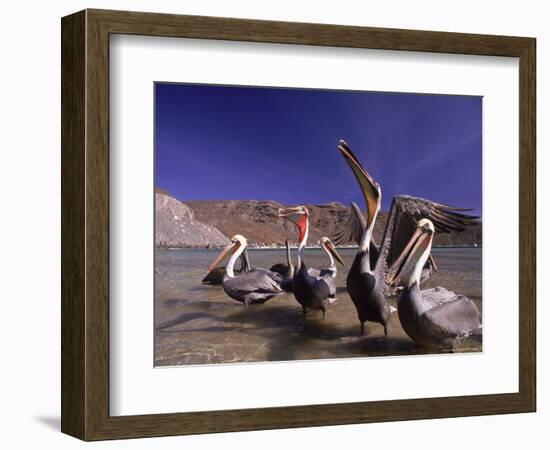 Grey Pelicans, Mexico-Mitch Diamond-Framed Photographic Print