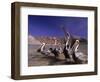 Grey Pelicans, Mexico-Mitch Diamond-Framed Photographic Print