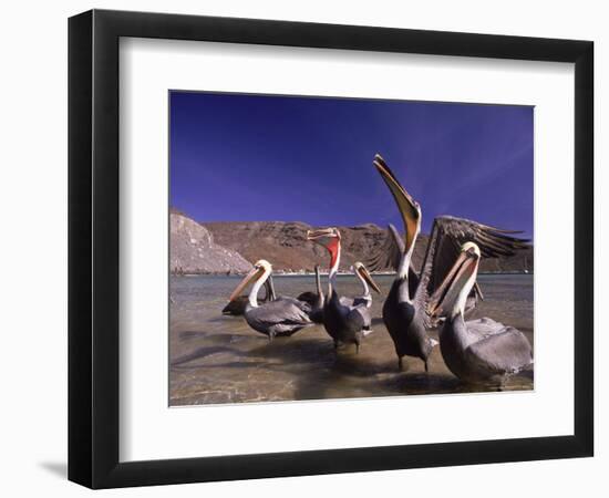 Grey Pelicans, Mexico-Mitch Diamond-Framed Photographic Print