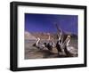 Grey Pelicans, Mexico-Mitch Diamond-Framed Photographic Print