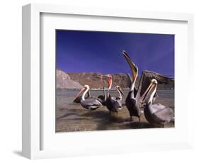 Grey Pelicans, Mexico-Mitch Diamond-Framed Photographic Print