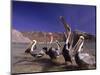 Grey Pelicans, Mexico-Mitch Diamond-Mounted Photographic Print
