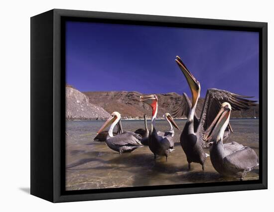 Grey Pelicans, Mexico-Mitch Diamond-Framed Stretched Canvas