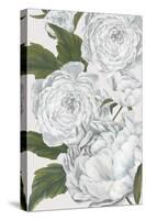 Grey Peony II-Eva Watts-Stretched Canvas