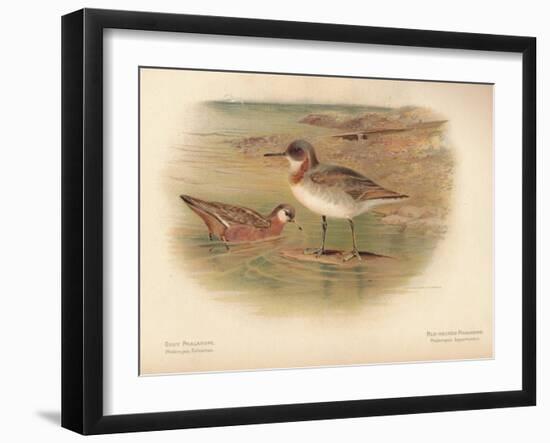 Grey Phalarope (Phalaropus fulicarius), Red-Necker Phalarope (Phalaropus hyperboreus), 1900-Charles Whymper-Framed Giclee Print