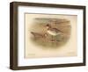 Grey Phalarope (Phalaropus fulicarius), Red-Necker Phalarope (Phalaropus hyperboreus), 1900-Charles Whymper-Framed Giclee Print