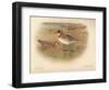 Grey Phalarope (Phalaropus fulicarius), Red-Necker Phalarope (Phalaropus hyperboreus), 1900-Charles Whymper-Framed Giclee Print