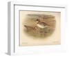 Grey Phalarope (Phalaropus fulicarius), Red-Necker Phalarope (Phalaropus hyperboreus), 1900-Charles Whymper-Framed Giclee Print