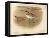 Grey Phalarope (Phalaropus fulicarius), Red-Necker Phalarope (Phalaropus hyperboreus), 1900-Charles Whymper-Framed Stretched Canvas