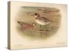Grey Phalarope (Phalaropus fulicarius), Red-Necker Phalarope (Phalaropus hyperboreus), 1900-Charles Whymper-Stretched Canvas