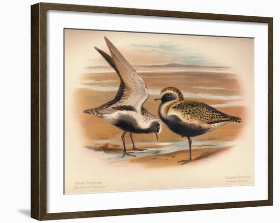 Grey Plover (Squatarola helvetica), Golden Plover (Charadrius pluvialus), 1900, (1900)-Charles Whymper-Framed Giclee Print