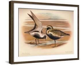 Grey Plover (Squatarola helvetica), Golden Plover (Charadrius pluvialus), 1900, (1900)-Charles Whymper-Framed Giclee Print