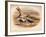 Grey Plover (Squatarola helvetica), Golden Plover (Charadrius pluvialus), 1900, (1900)-Charles Whymper-Framed Giclee Print