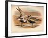 Grey Plover (Squatarola helvetica), Golden Plover (Charadrius pluvialus), 1900, (1900)-Charles Whymper-Framed Giclee Print