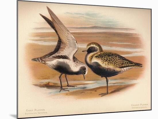 Grey Plover (Squatarola helvetica), Golden Plover (Charadrius pluvialus), 1900, (1900)-Charles Whymper-Mounted Giclee Print