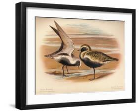 Grey Plover (Squatarola helvetica), Golden Plover (Charadrius pluvialus), 1900, (1900)-Charles Whymper-Framed Giclee Print