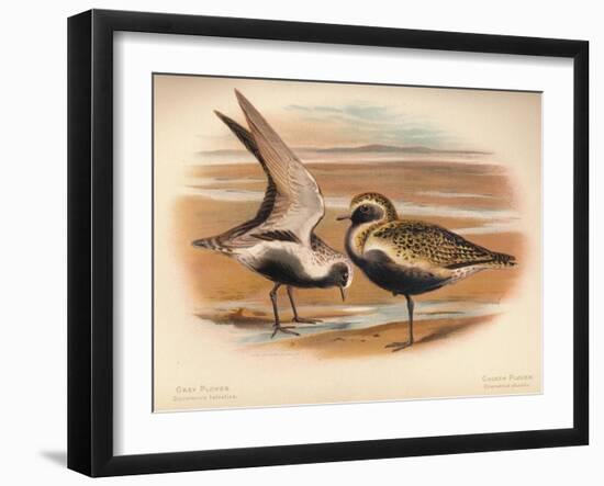 Grey Plover (Squatarola helvetica), Golden Plover (Charadrius pluvialus), 1900, (1900)-Charles Whymper-Framed Giclee Print