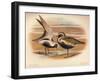 Grey Plover (Squatarola helvetica), Golden Plover (Charadrius pluvialus), 1900, (1900)-Charles Whymper-Framed Giclee Print