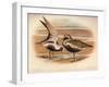 Grey Plover (Squatarola helvetica), Golden Plover (Charadrius pluvialus), 1900, (1900)-Charles Whymper-Framed Giclee Print