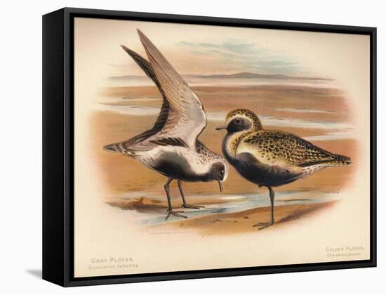 Grey Plover (Squatarola helvetica), Golden Plover (Charadrius pluvialus), 1900, (1900)-Charles Whymper-Framed Stretched Canvas