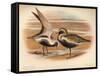 Grey Plover (Squatarola helvetica), Golden Plover (Charadrius pluvialus), 1900, (1900)-Charles Whymper-Framed Stretched Canvas