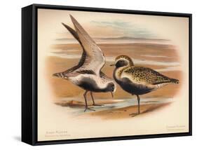 Grey Plover (Squatarola helvetica), Golden Plover (Charadrius pluvialus), 1900, (1900)-Charles Whymper-Framed Stretched Canvas