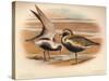 Grey Plover (Squatarola helvetica), Golden Plover (Charadrius pluvialus), 1900, (1900)-Charles Whymper-Stretched Canvas