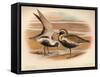 Grey Plover (Squatarola helvetica), Golden Plover (Charadrius pluvialus), 1900, (1900)-Charles Whymper-Framed Stretched Canvas