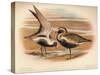 Grey Plover (Squatarola helvetica), Golden Plover (Charadrius pluvialus), 1900, (1900)-Charles Whymper-Stretched Canvas
