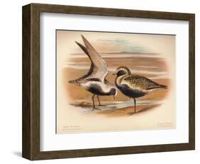 Grey Plover (Squatarola helvetica), Golden Plover (Charadrius pluvialus), 1900, (1900)-Charles Whymper-Framed Giclee Print