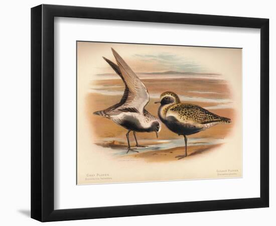 Grey Plover (Squatarola helvetica), Golden Plover (Charadrius pluvialus), 1900, (1900)-Charles Whymper-Framed Giclee Print
