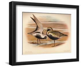 Grey Plover (Squatarola helvetica), Golden Plover (Charadrius pluvialus), 1900, (1900)-Charles Whymper-Framed Giclee Print